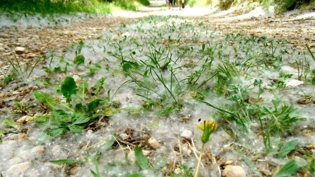 Una gran cantidad de pelusas acumuladas en mitad de un camino.