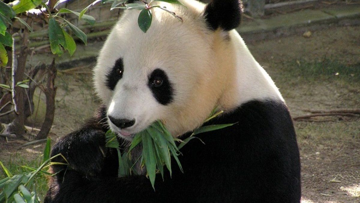 panda oso