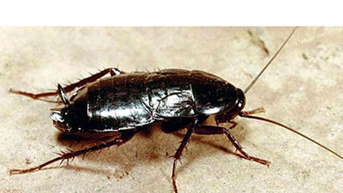 zamora cucaracha