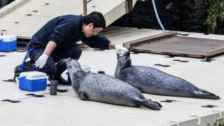 Focas en el exterior del acuario