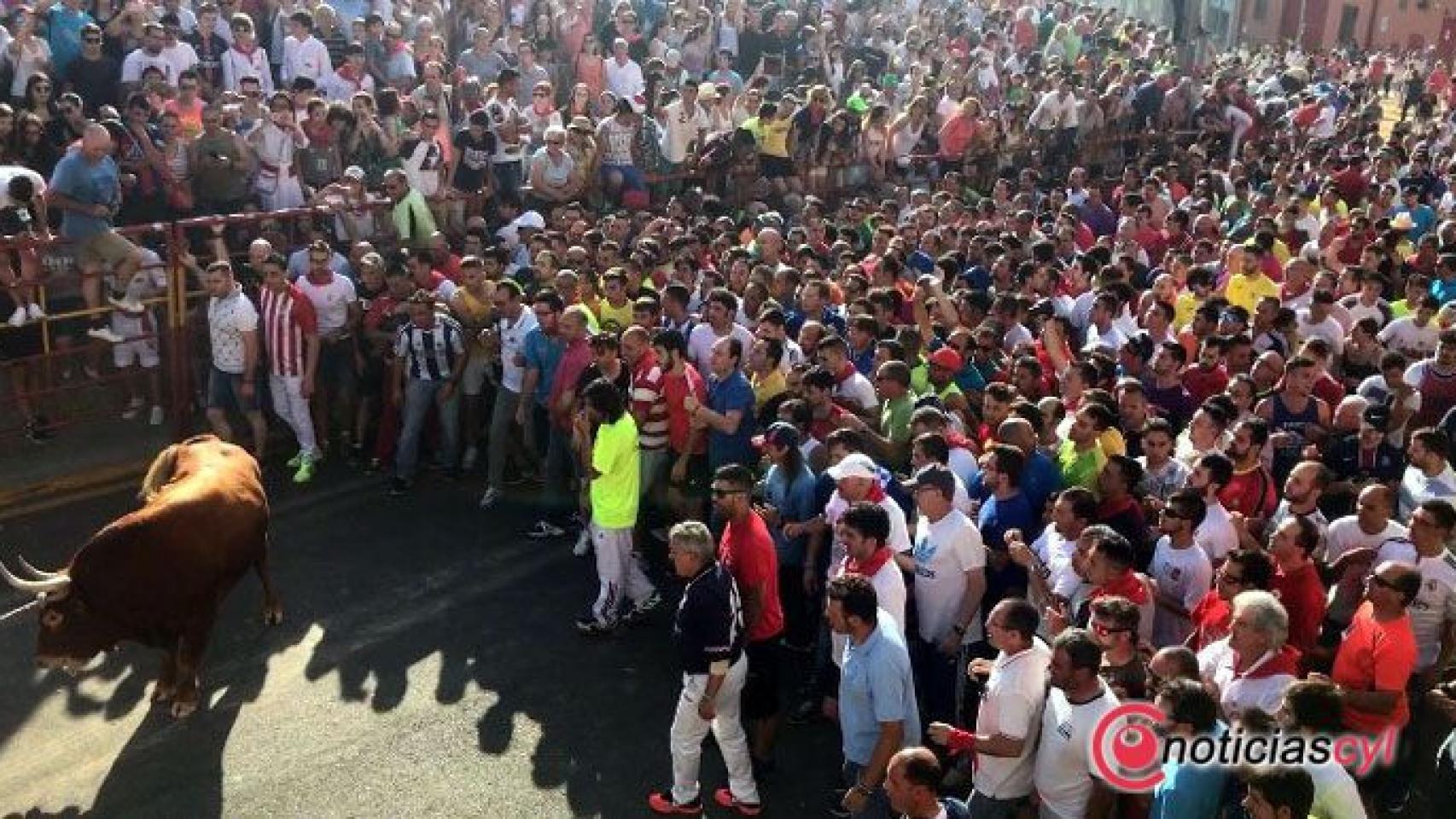 Toro Enmaromado