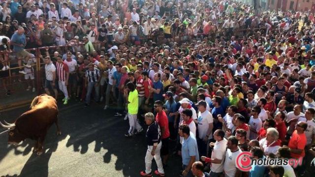 Toro Enmaromado
