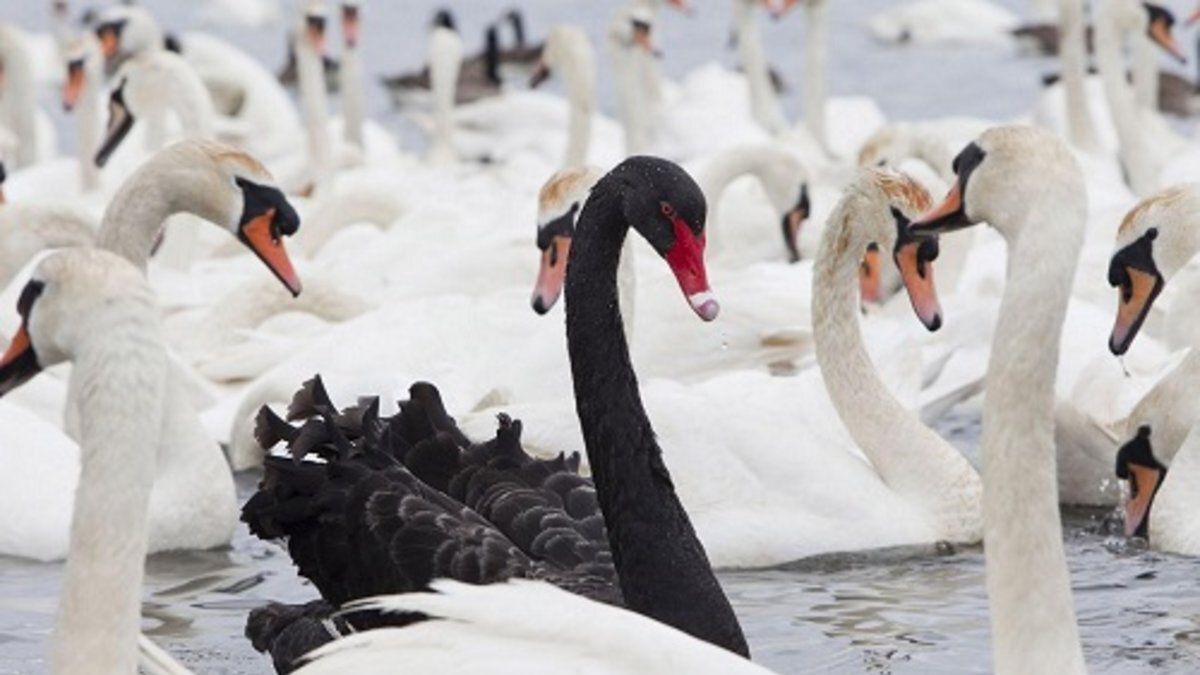 cisne negro blanco