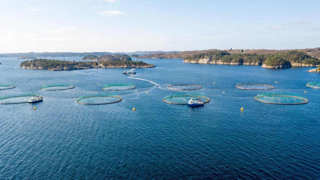 Una piscifactoría de salmón en un fiordo.