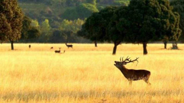 El Parque Nacional de Cabañeros