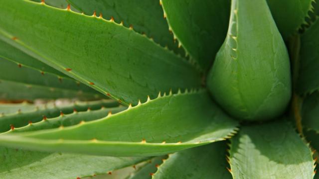 La planta de aloe vera tiene multitud de propiedades