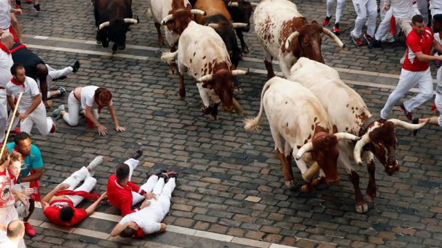 Los cabestros, durante el segundo encierro de los Sanfermines.