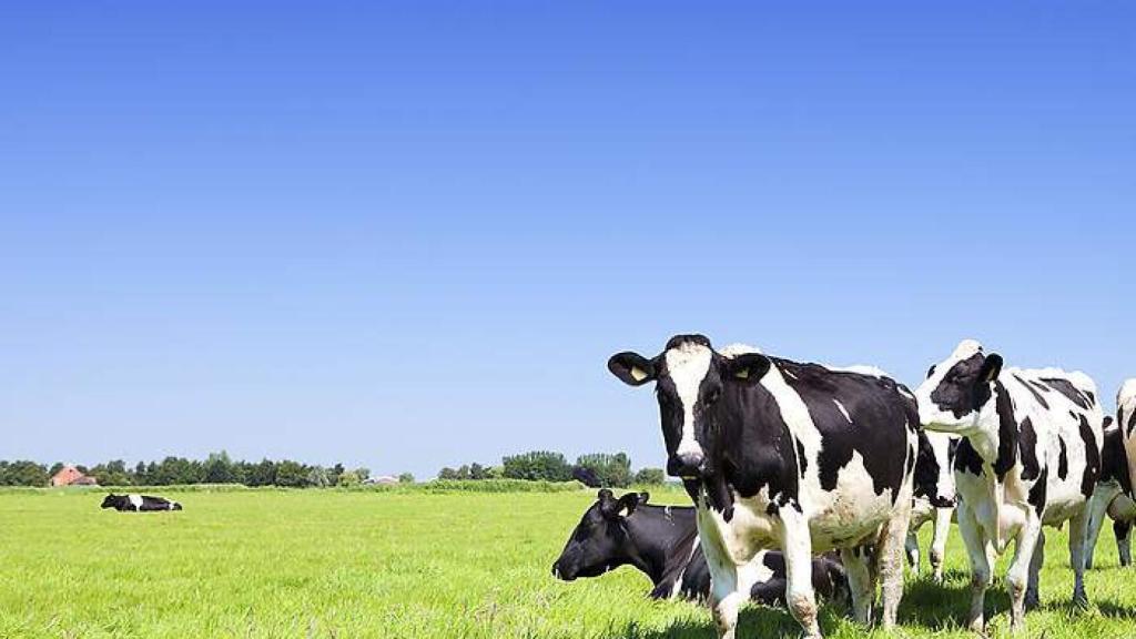 Imagen de unas vacas pastando.