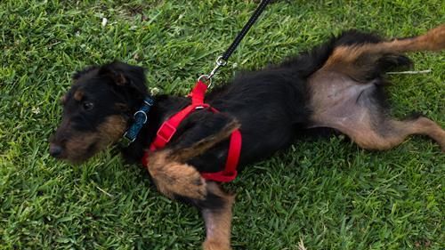 El dueño de unos perros que murieron encerrados en un coche a 43º en Córdoba se sienta en el banquillo