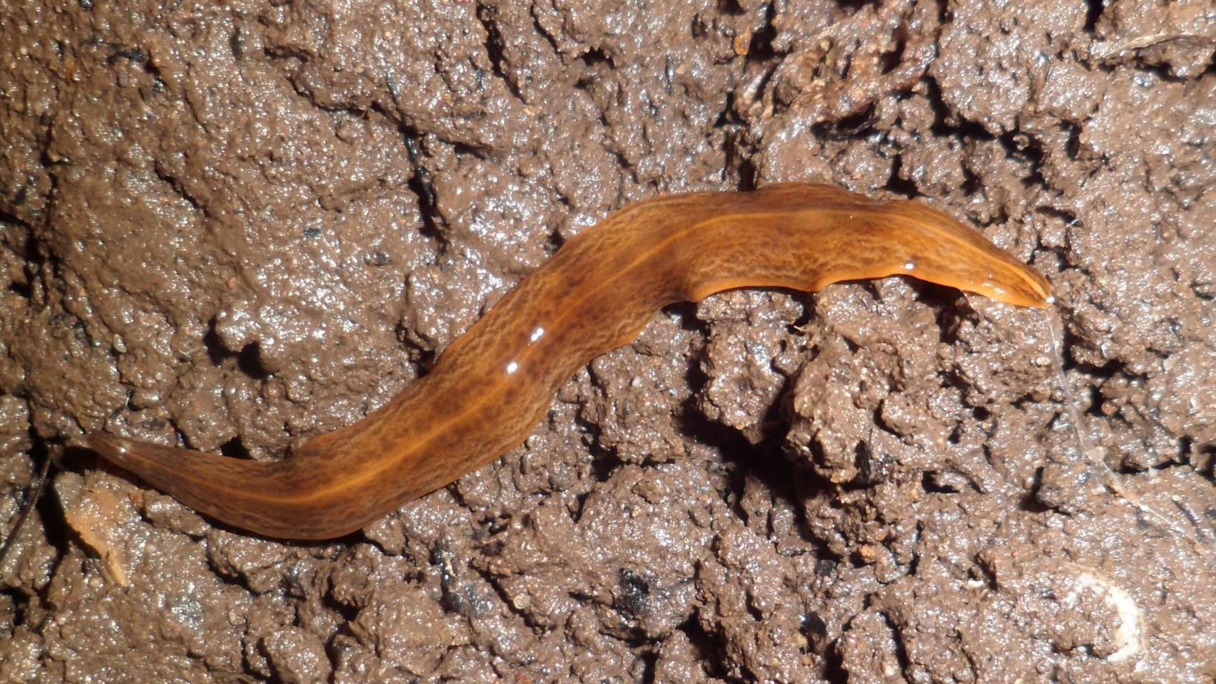 Un especimen de obama nungara como los que se han detectado en el Parque Natural de l'Albufera