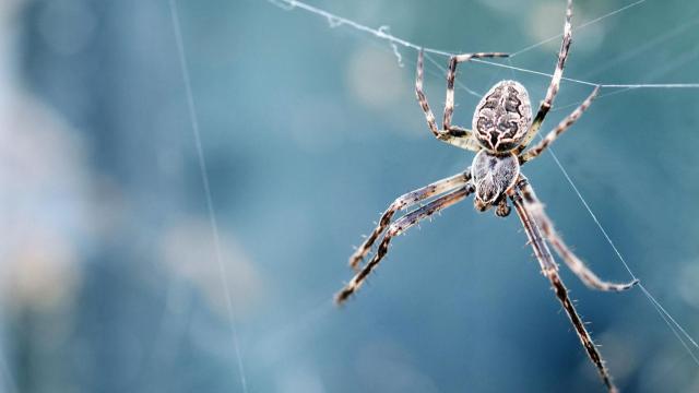 Araña.