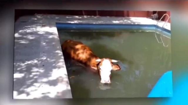 La vaca rescatada por la Policía en su plácido retiro veraniego.