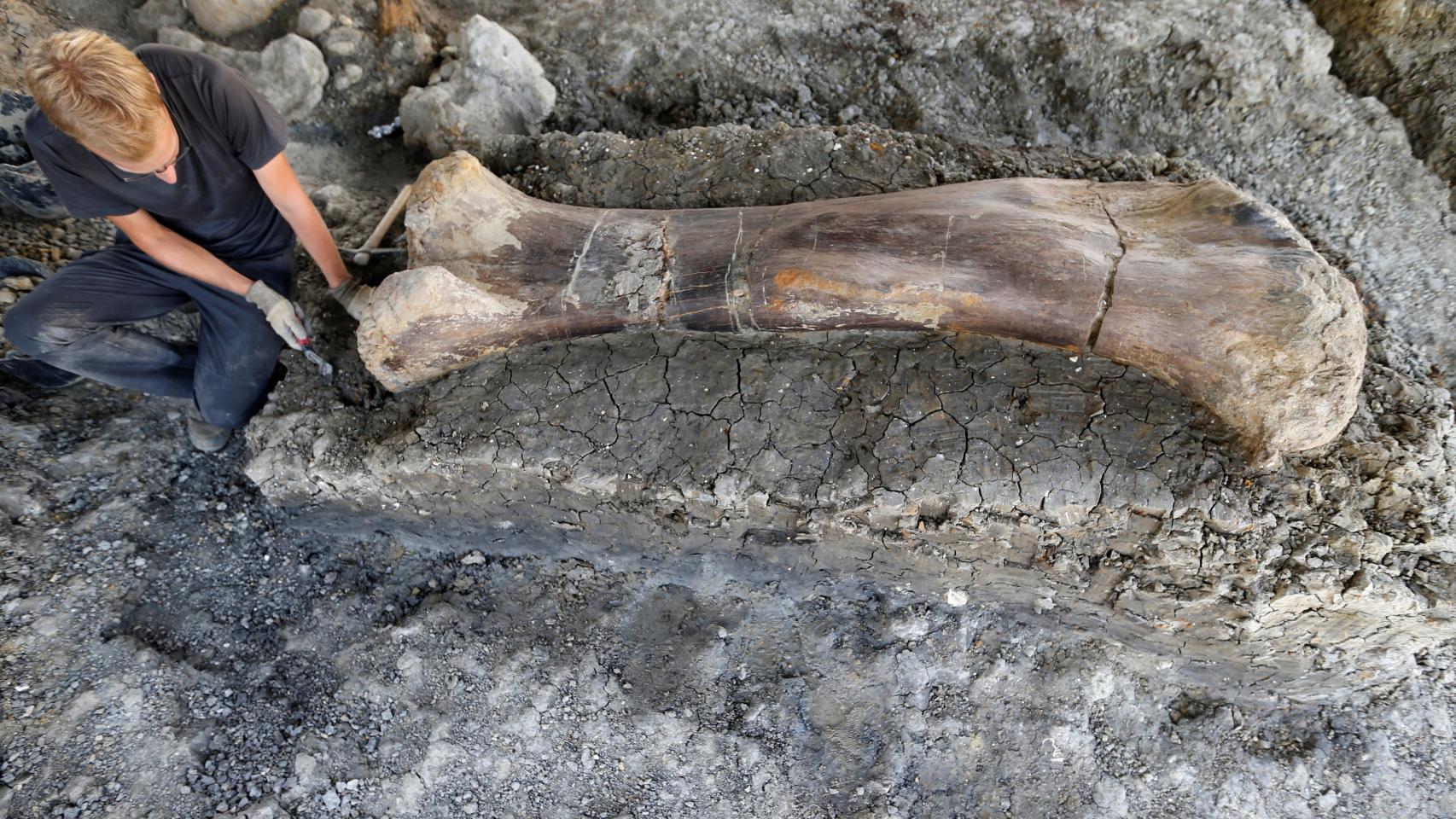 El fósil de fémur de saurópodo hallado en el yacimiento de Angeac-Charente.