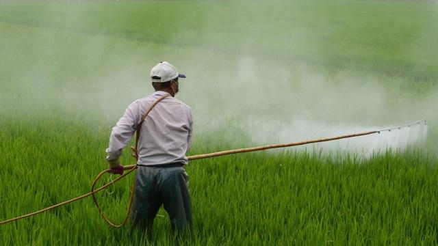La EFSA analiza cada año la cantidad de pesticidas presente en diversos productos.