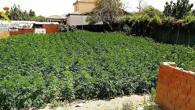 Plantación de marihuana en una casa okupada en Palomeque