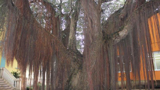 Metrosidero en el Cuartel de la Policia Local de A Coruña. https://sildavia9.wordpress.com