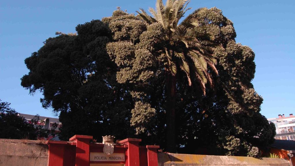 Metrosidero visto desde fuera del Cuartel. http://losarbolesinvisibles.com