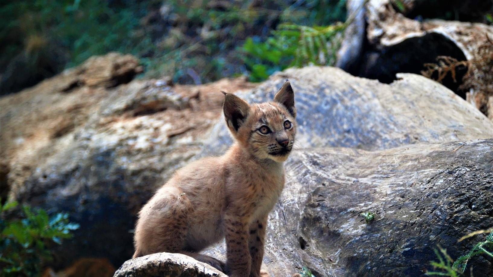 El primer lince nacido en el Pirineo. Foto: Fundació Catalunya La Pedrera