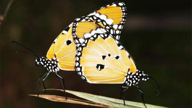 mariposas