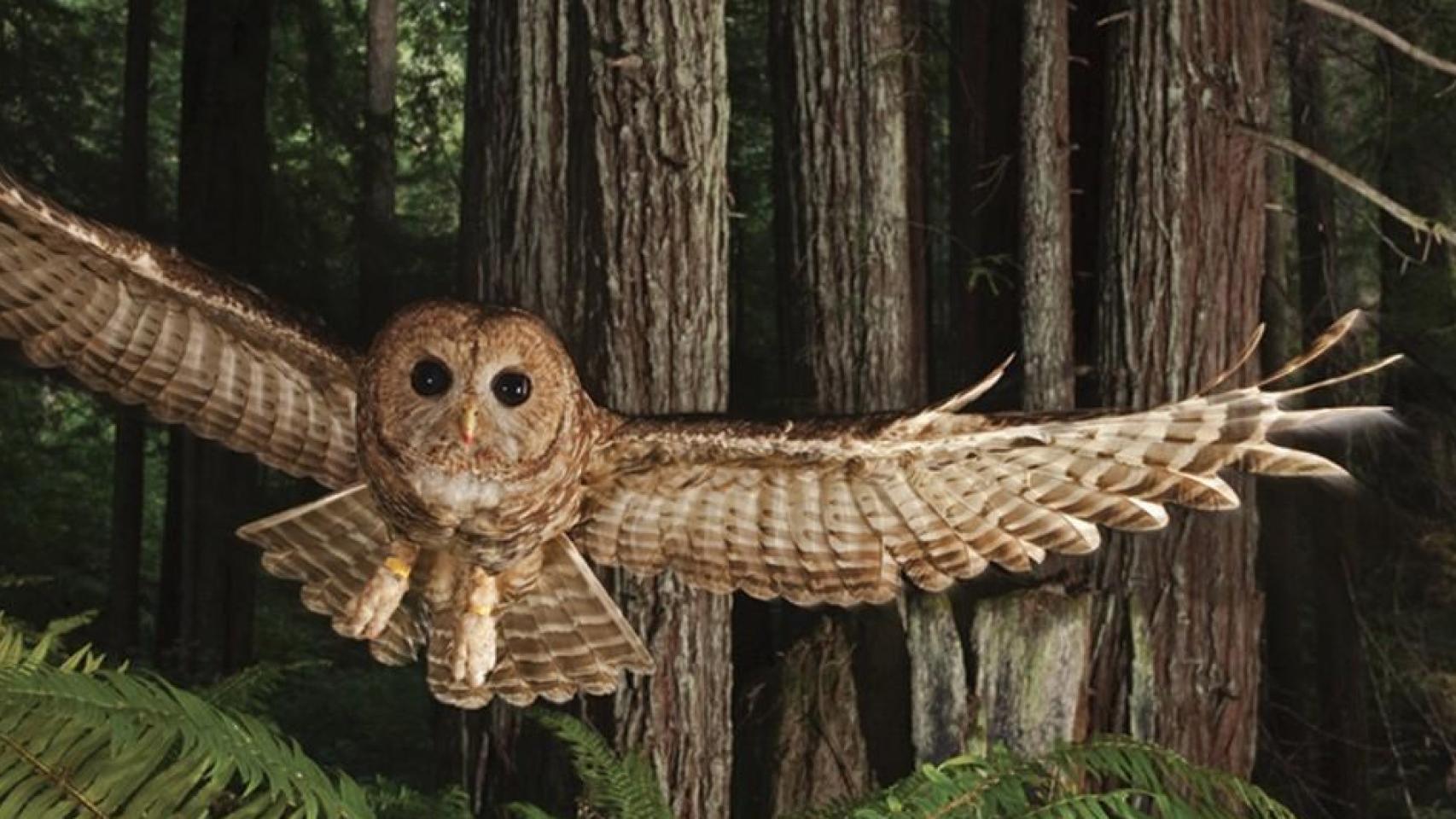 Nat Geo Wild visita MADBird exponiendo fotografías de sus mejores producciones