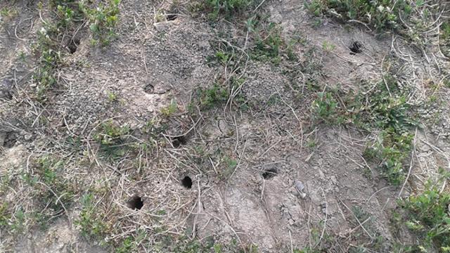 Plaga de topillos en Castilla y León