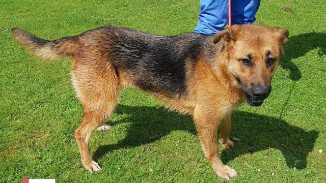 Un perro es trasladado al centro de acogida de A Coruña por maltrato de su dueña