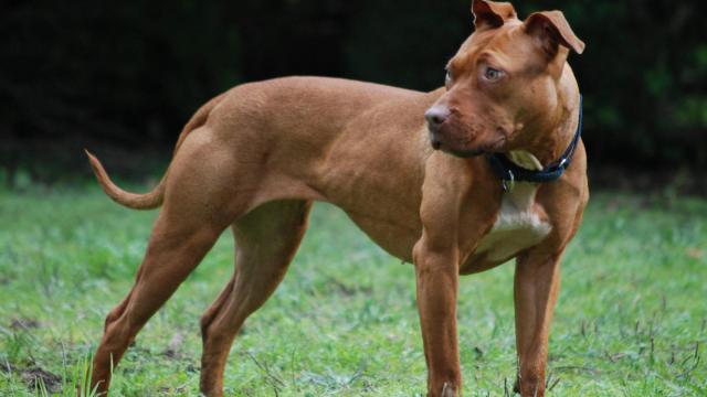 Herida una señora de 89 años atacada por dos perros de raza peligrosa en Melide