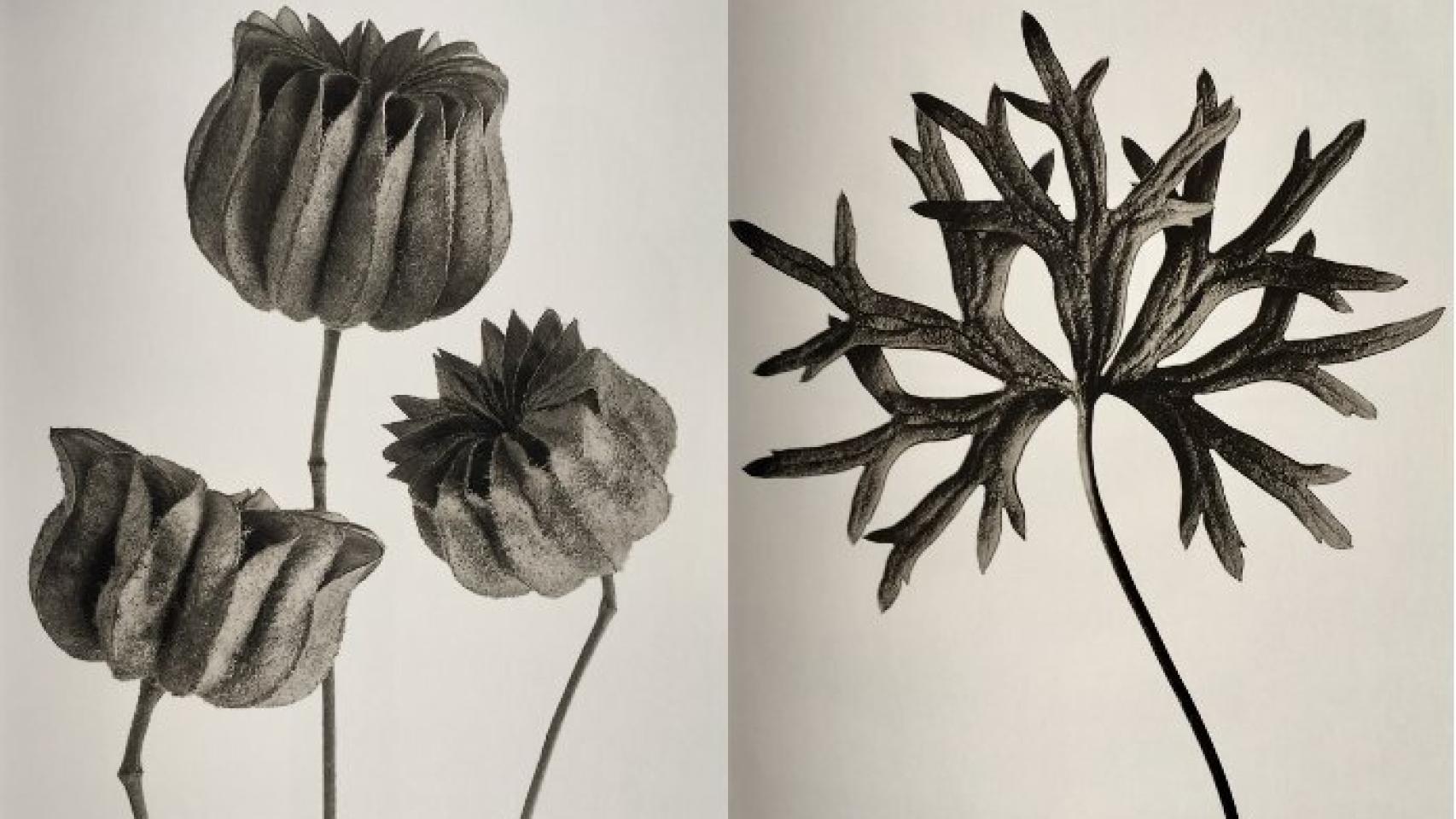 Karl Blossfeldt