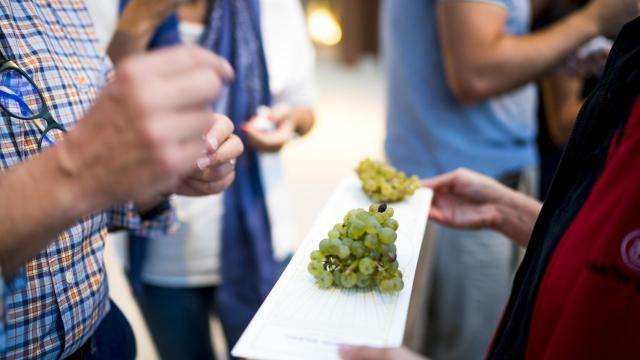 Tiempo de vendimia: 7 experiencias únicas para participar en la gran fiesta del vino