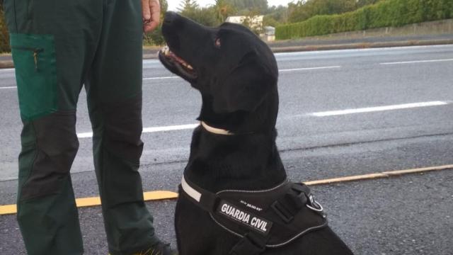 El perro que rastreó a Fernández-Ochoa y  Gabriel se une a la búsqueda del desaparecido en Oleiros