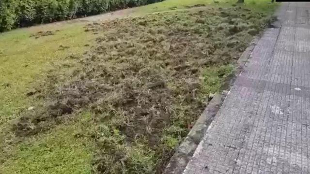 Jabalíes en A Coruña: Destrozan zonas ajardinadas en A Zapateira