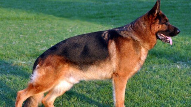 Una niña de 21 meses, atacada por un perro en Narón