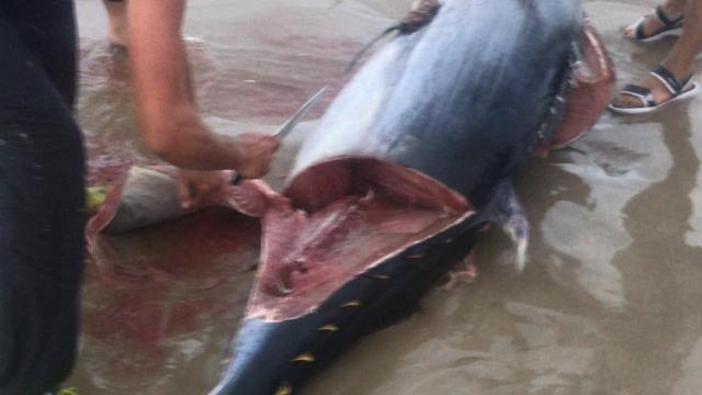 Uno de los atunes que han aparecido en las playas de Murcia
