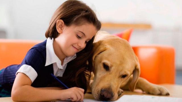 Perros abandonados, cuidados en una perrera