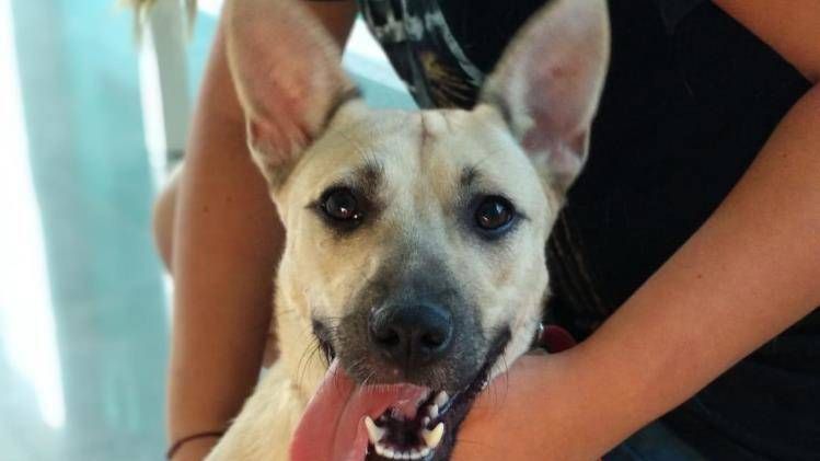 Vera, la preciosa cachorra que espera un adoptante