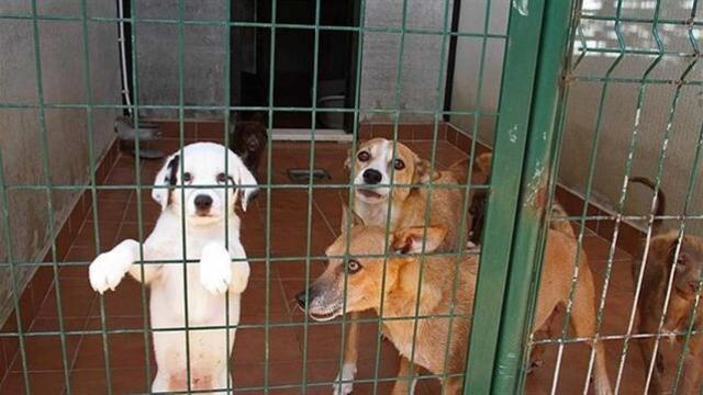 Perros abandonados, cuidados en una perrera