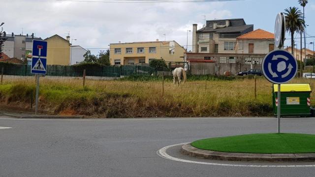 El caballo atado en San Pedro de Nós