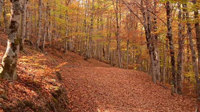 Hayedo Tejera Negra, dile hola al otoño