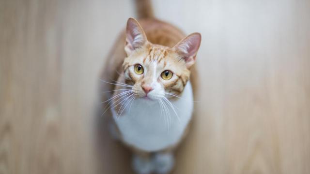 Piden que A Coruña subvencione la esterilización de animales