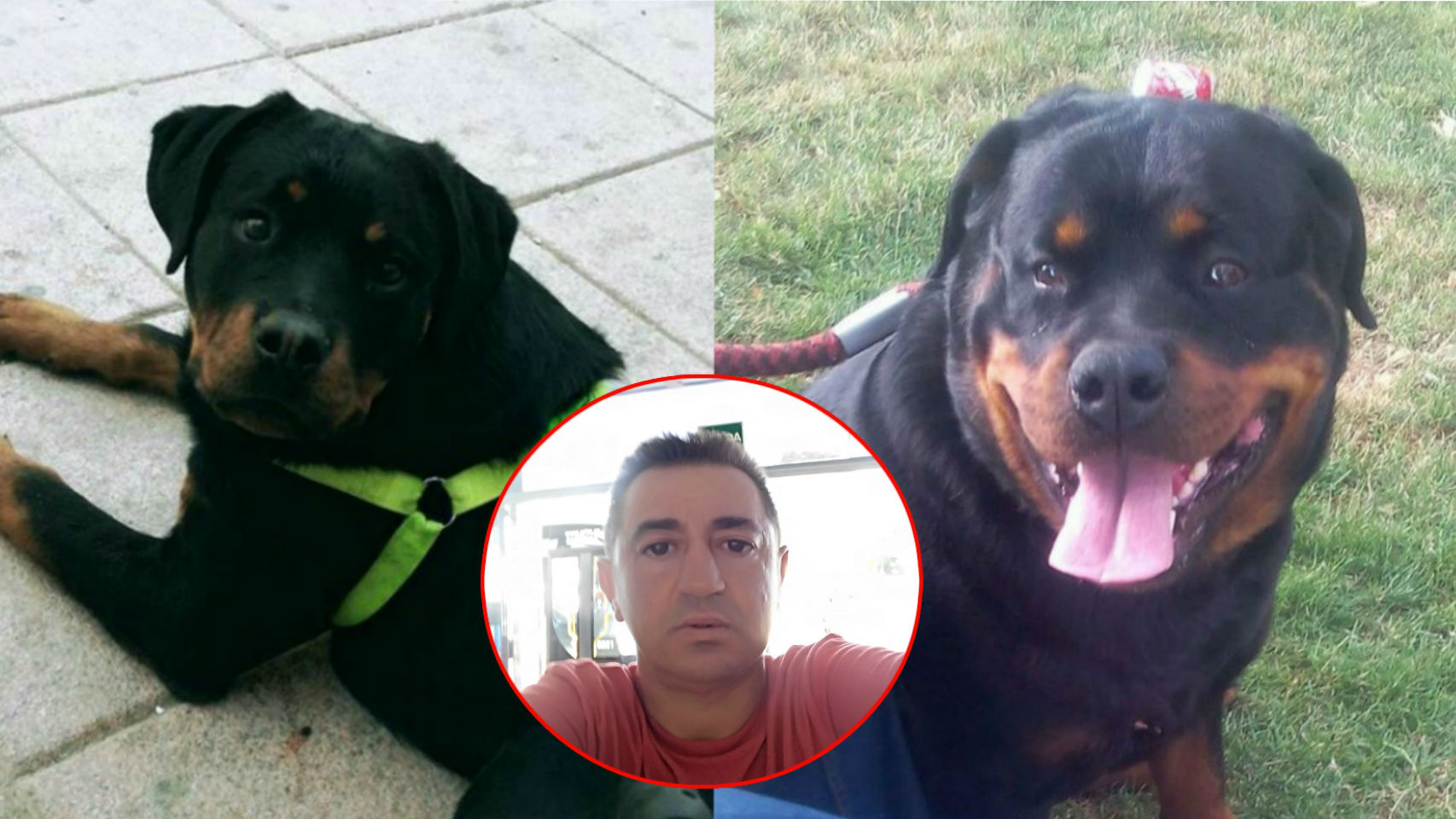 El animal es una hembra, mezcla de la raza rottweiler con pitbull.