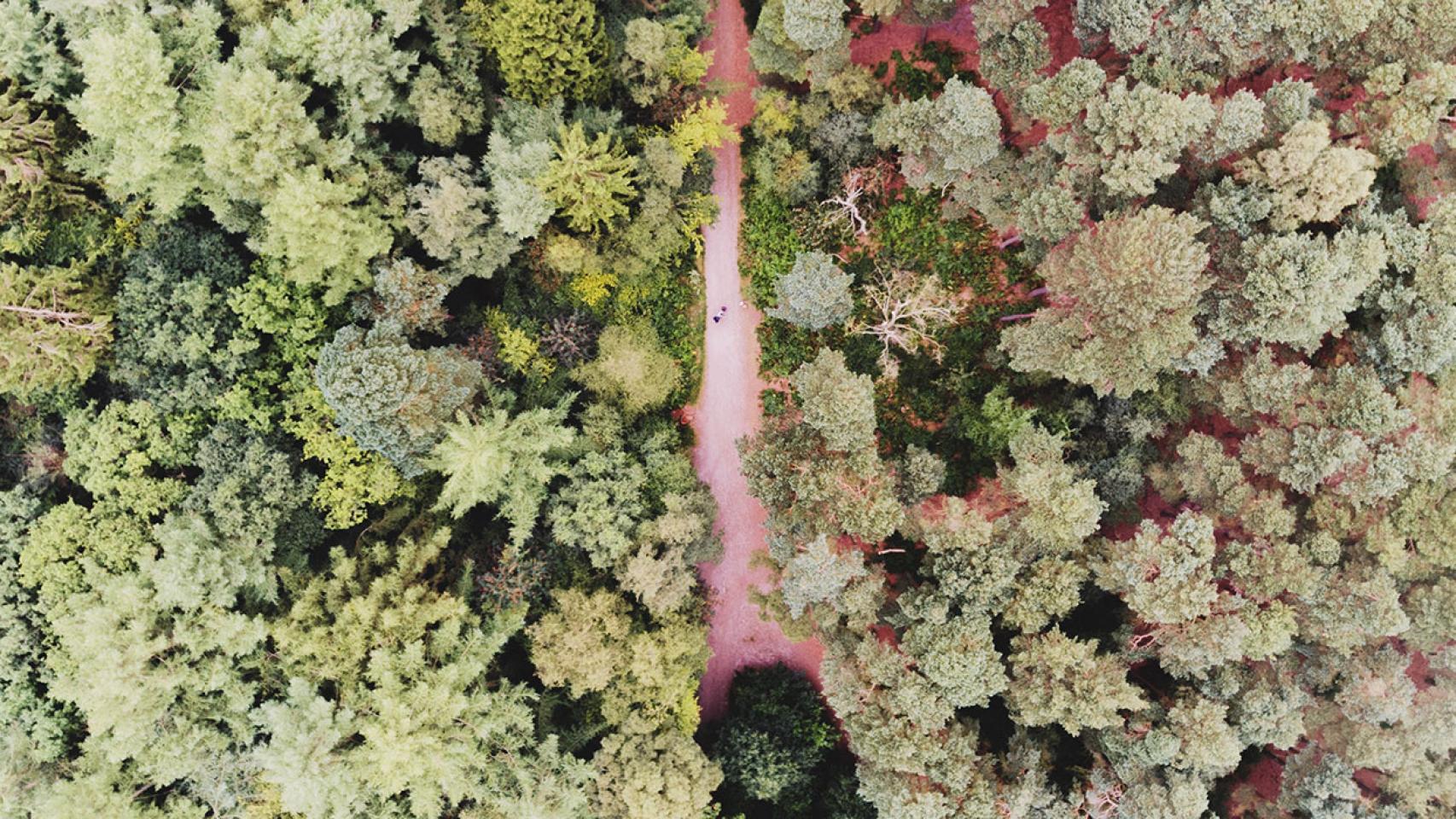 Para salvar el planeta hay que tener más bosques, tanto en tierra como en los océanos.