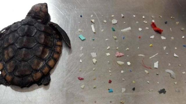 Hallan 104 trozos de plásticos en el estómago de una tortuga que poco después murió en Florida.