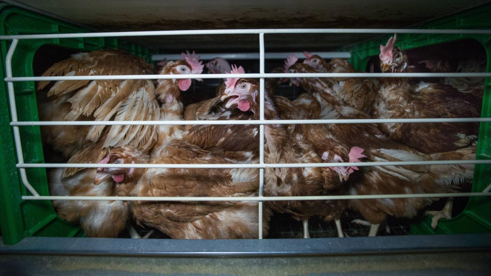 Así se enjaula a las gallinas en Europa.