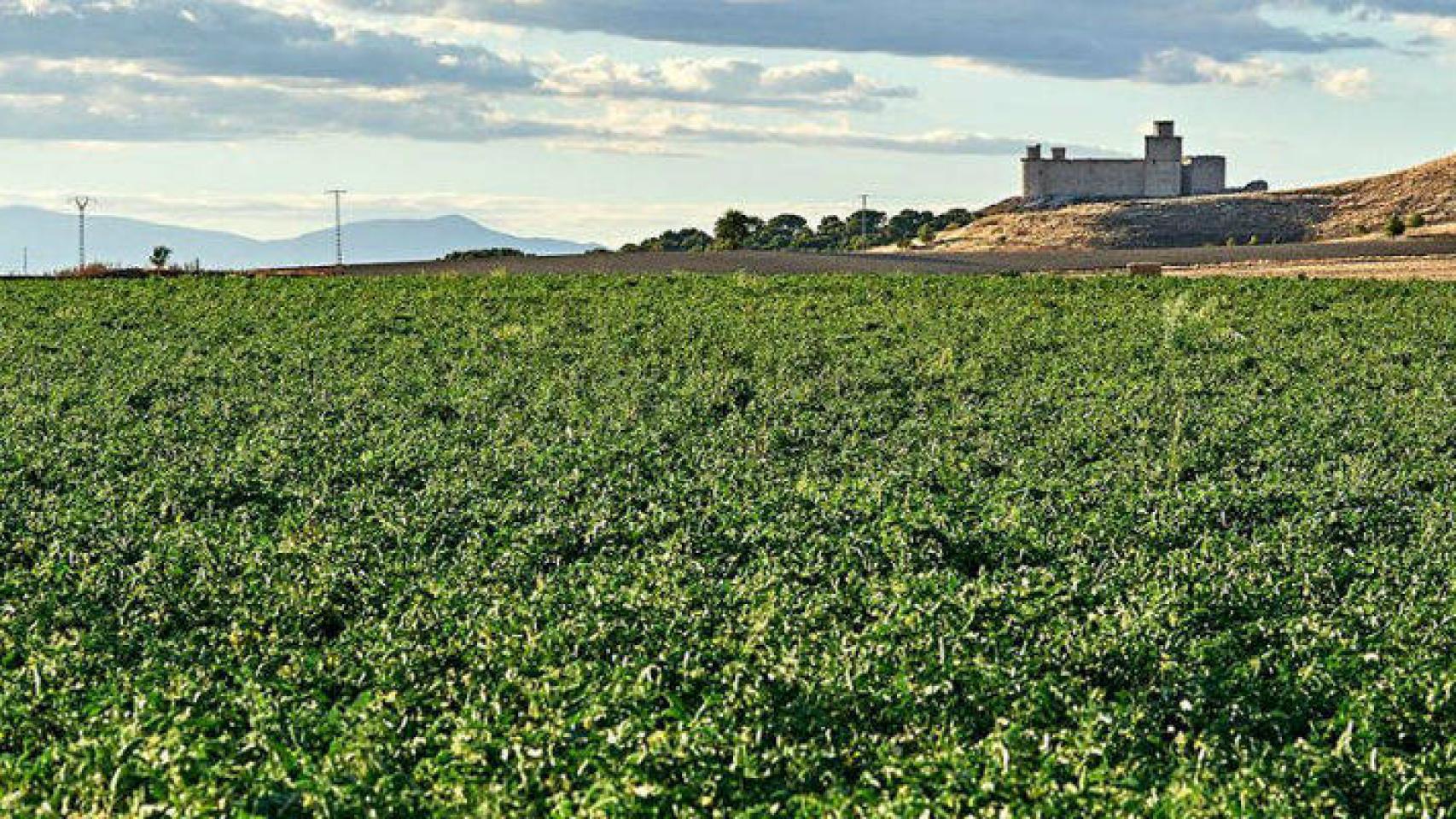 Imagen de archivo de una cosecha de tomates de Cidacos en la localidad toledana de La Puebla de Montalbán (Toledo). Foto: Cidacos