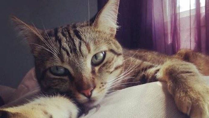 Imagen de archivo de un gato