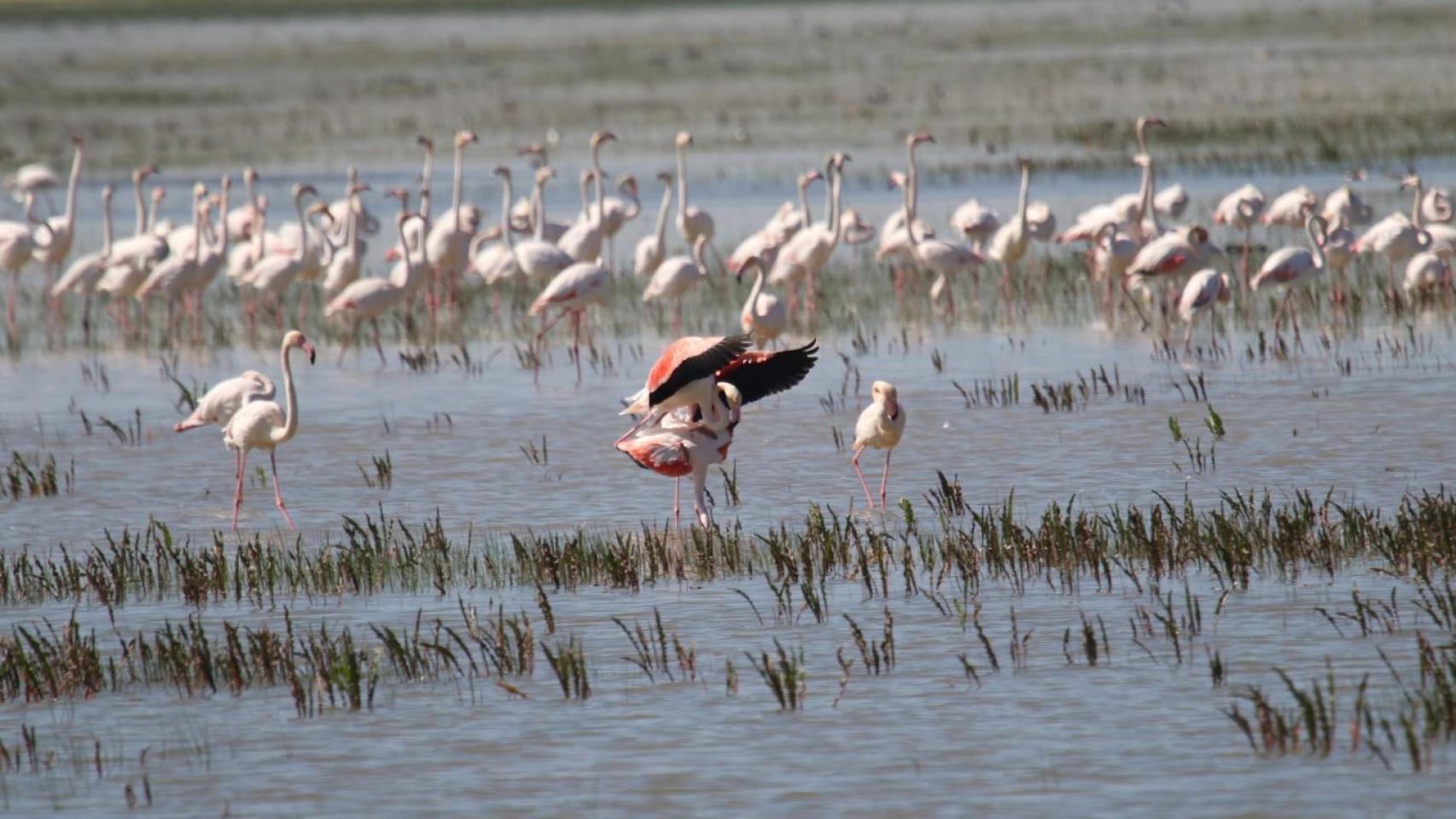 Una imagen de archivo de flamencos en el Parque Nacional de Doñana.