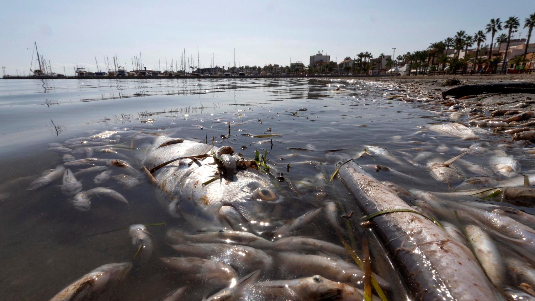 Imagen de archivo de peces muertos en las playas del Mar Menor.