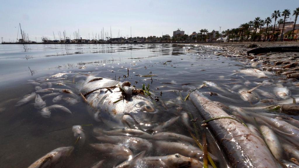 Imagen de archivo de peces muertos en las playas del Mar Menor.