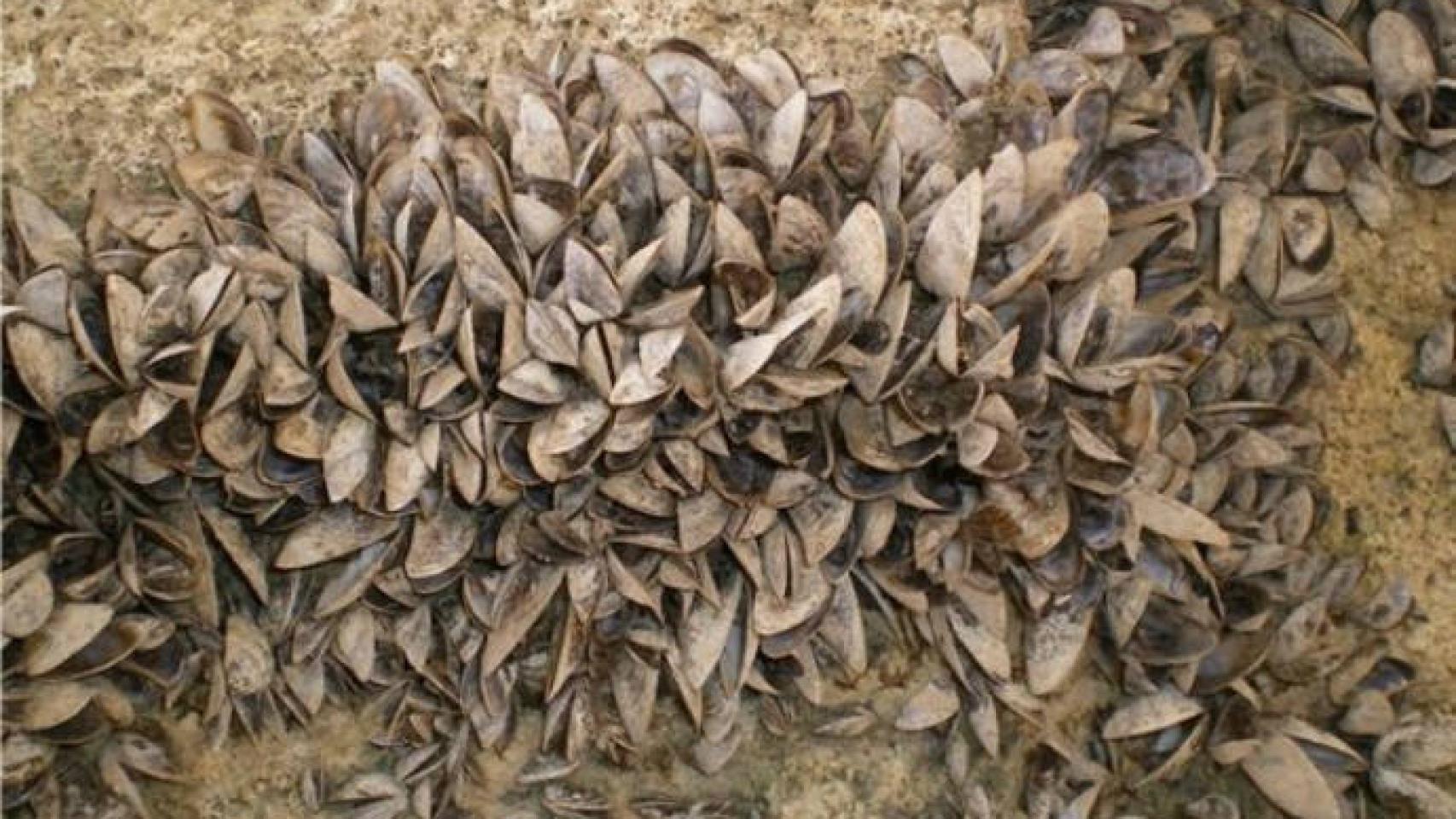 Mejillones cebra