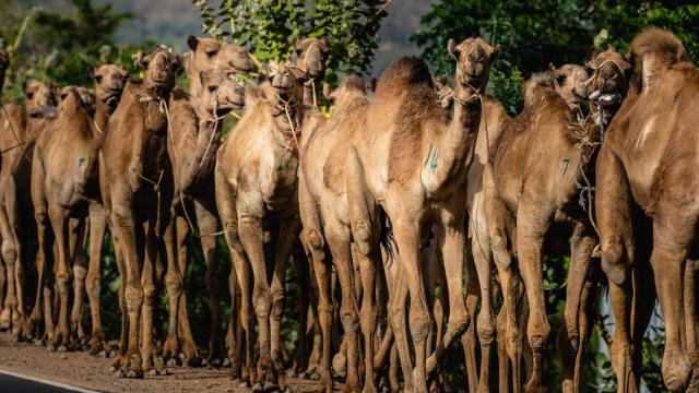 Un grupo de dromedarios.